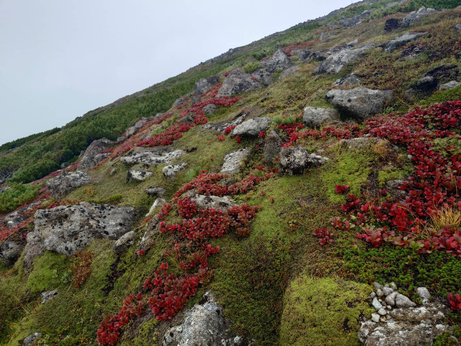 北海道上川層雲峡・ホテル大雪のスタッフによる日本一早い紅葉情報