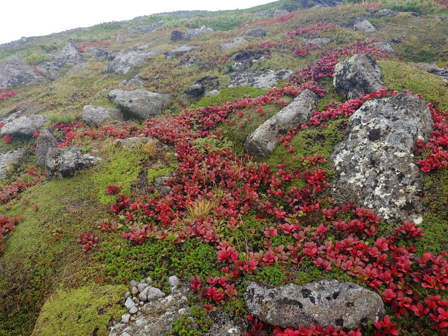 北海道上川層雲峡・ホテル大雪のスタッフによる日本一早い紅葉情報