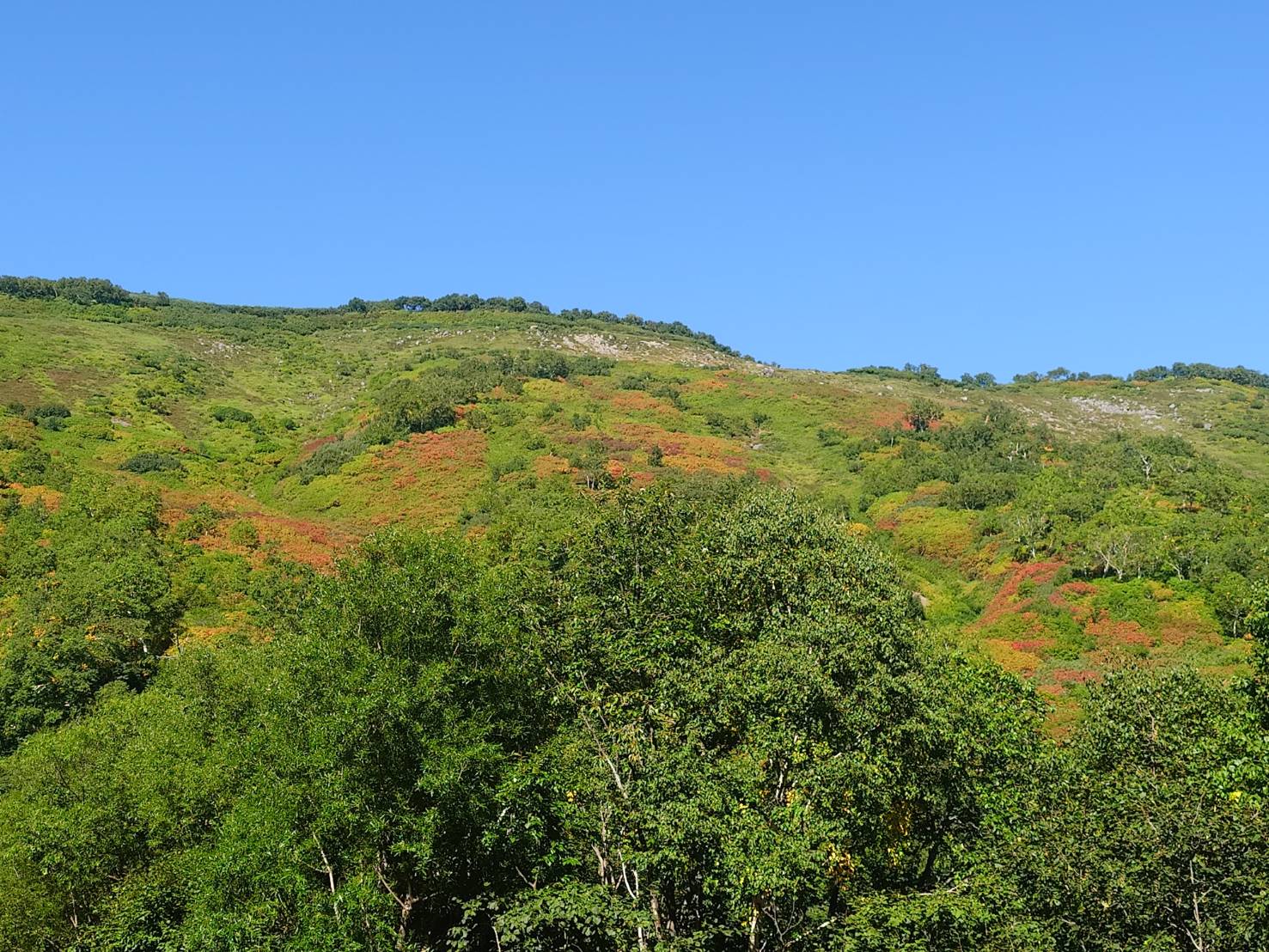 北海道上川層雲峡・ホテル大雪のスタッフによる日本一早い紅葉情報