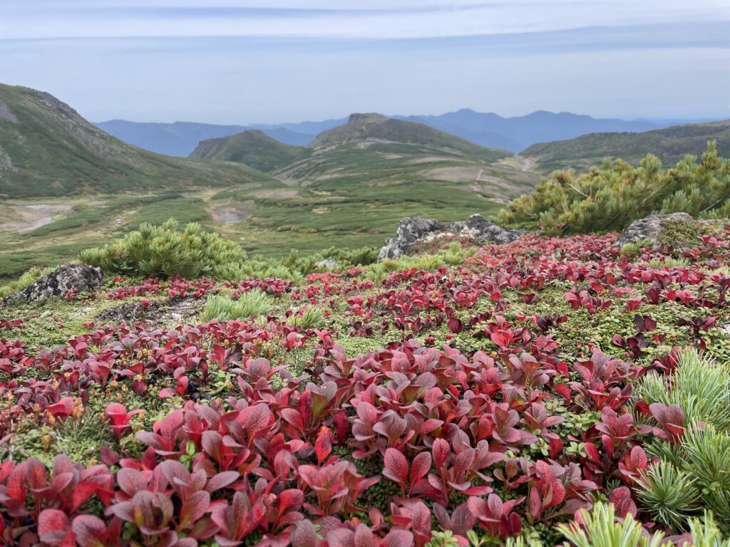 北海道上川層雲峡・ホテル大雪のスタッフによる日本一早い紅葉情報