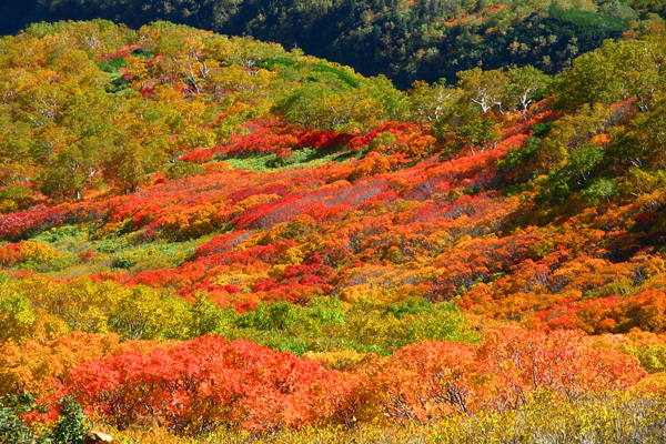 紅葉情報21 層雲峡ホテル大雪スタッフの紅葉情報