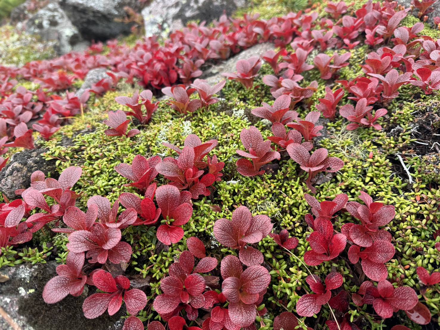 北海道上川層雲峡・ホテル大雪のスタッフによる日本一早い紅葉情報