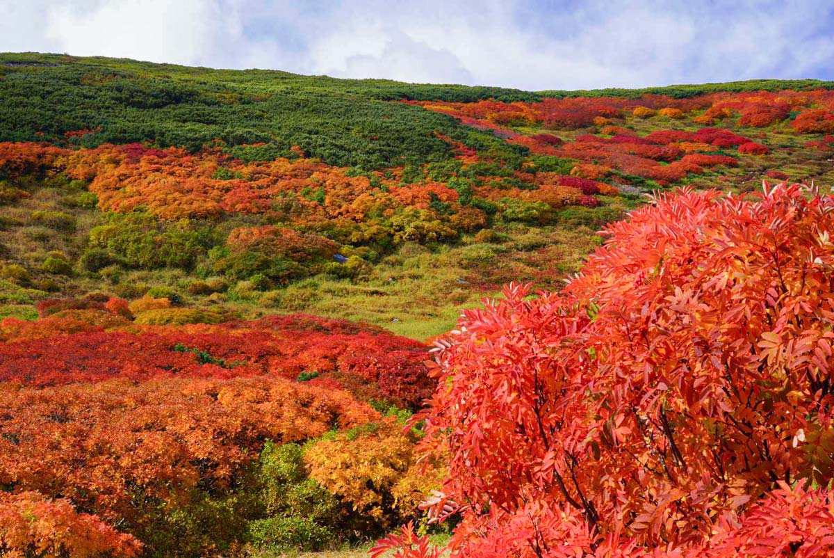 北海道上川層雲峡・ホテル大雪のスタッフによる日本一早い紅葉情報